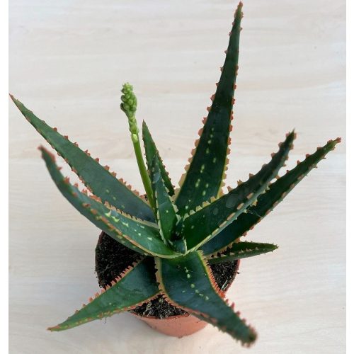 Aloe spectabilis