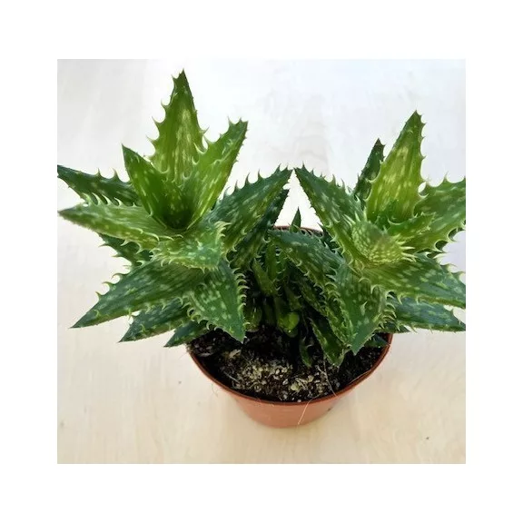 aloe squarrosa aloe squarrosa