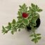 Aptenia cordifolia