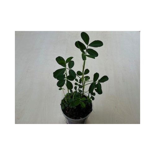 Arachis hypogaea
