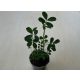Arachis hypogaea