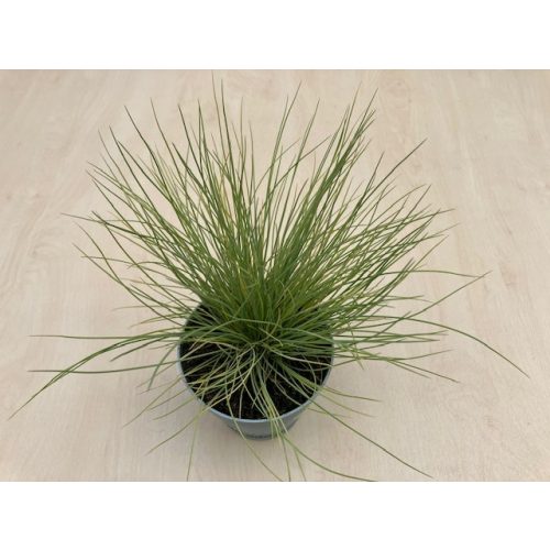 Festuca glauca 'Amigold'