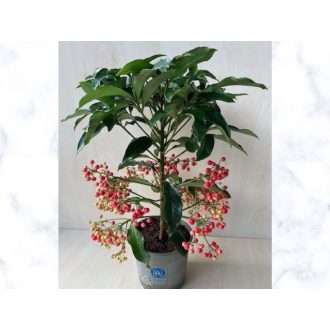 Ardisia crenata