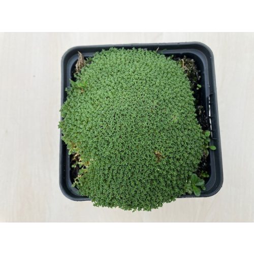 Arenaria lithops 