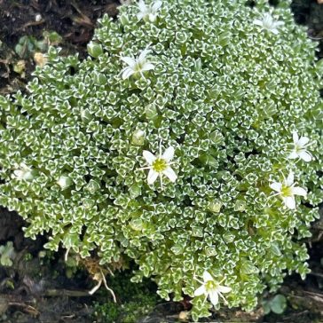 Arenaria lithops 