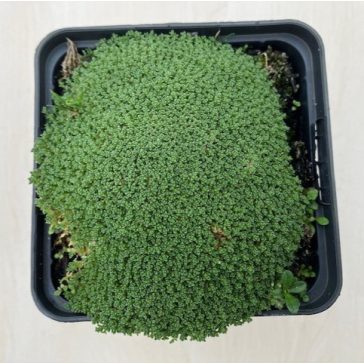 Arenaria lithops 