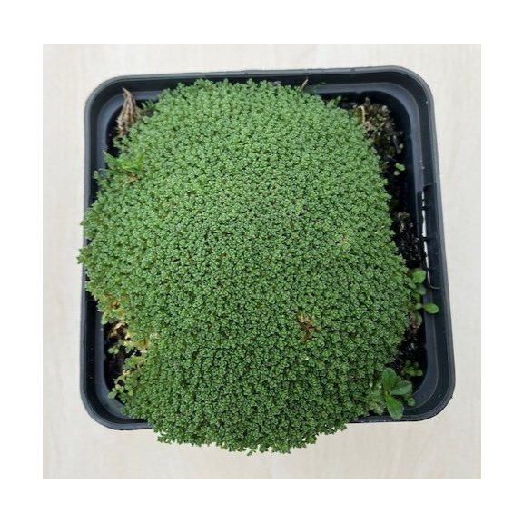 Arenaria lithops 