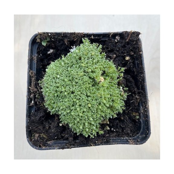 Arenaria lithops 