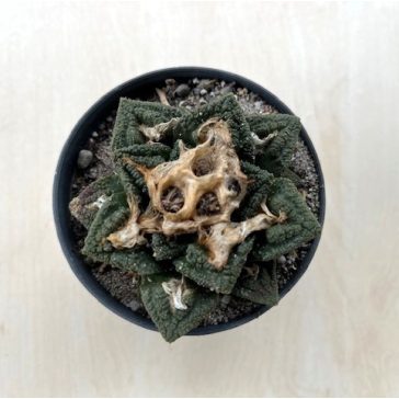 Ariocarpus frissuratus