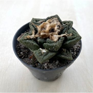 Ariocarpus frissuratus