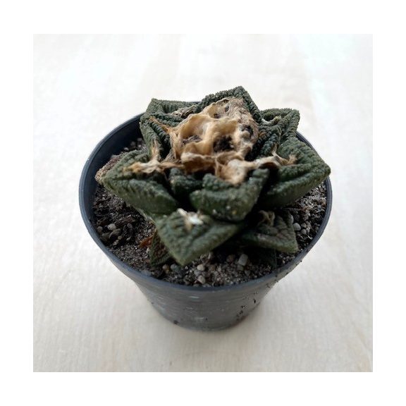 Ariocarpus frissuratus
