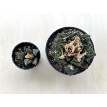 Ariocarpus frissuratus