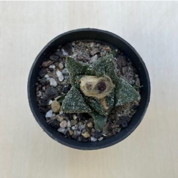 Ariocarpus frissuratus