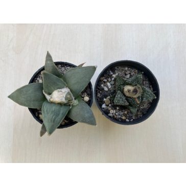 Ariocarpus frissuratus