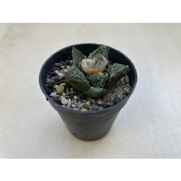 Ariocarpus frissuratus