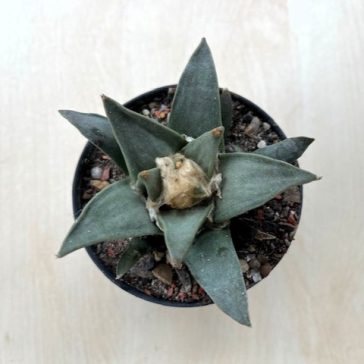 Ariocarpus retusus
