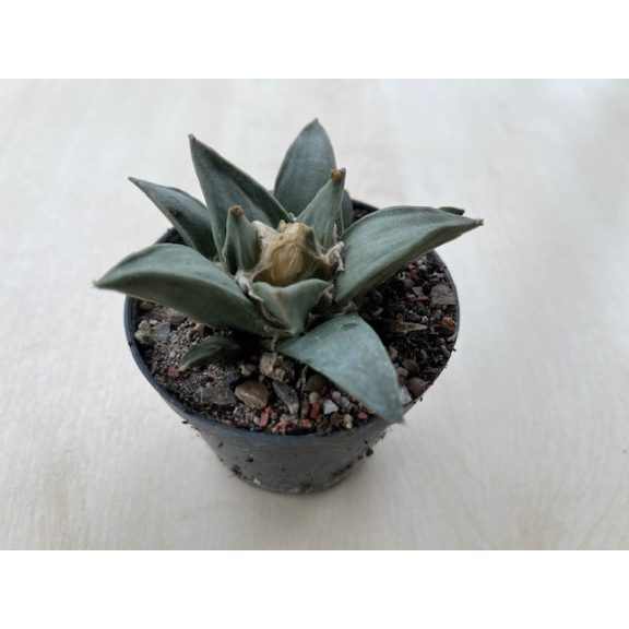 Ariocarpus retusus