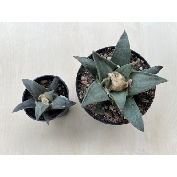 Ariocarpus retusus