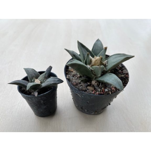 Ariocarpus retusus