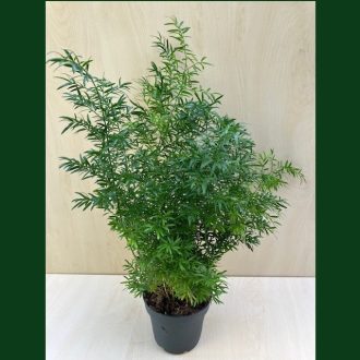 Asparagus densiflorus 'Sprengeri'