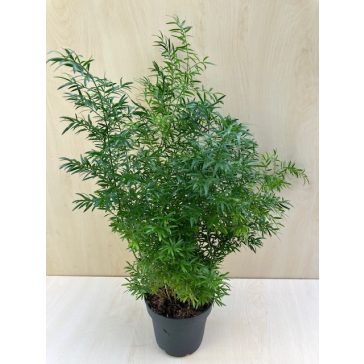 Asparagus densiflorus 'Sprengeri'