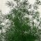Asparagus myriocladus