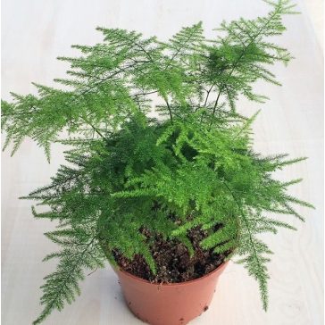 Asparagus setaceus
