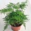 Asparagus setaceus