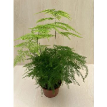 Asparagus setaceus