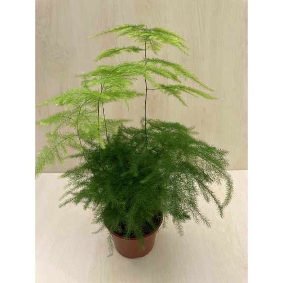 Asparagus setaceus