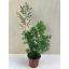 Asparagus umbellatus 