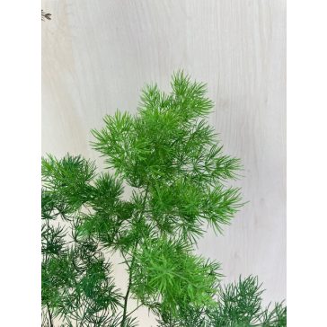 Asparagus umbellatus 
