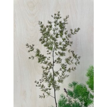 Asparagus umbellatus 