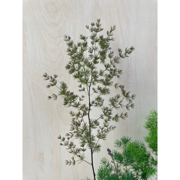 Asparagus umbellatus 