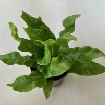 Asplenium nidus 'Crispy Wave' . MINI