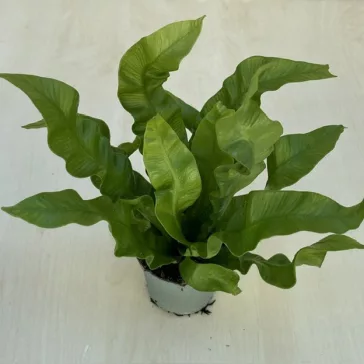 Asplenium nidus 'Crispy Wave' . MINI