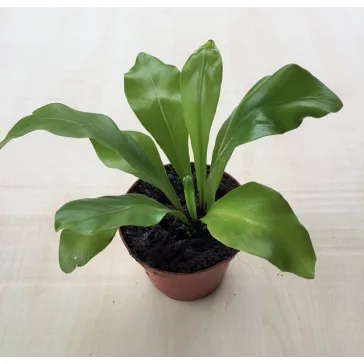 Asplenium nidus mini