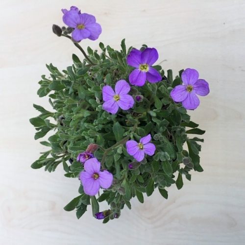 Aubrieta 