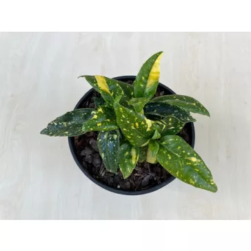 Aucuba japonica 'Crotonifolia'
