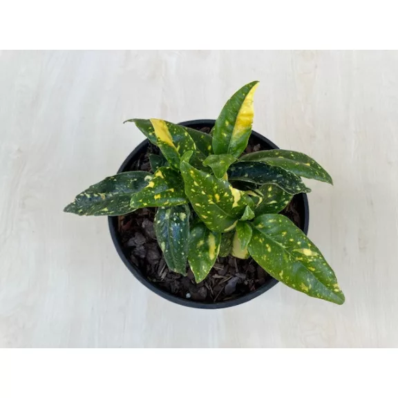Aucuba japonica 'Crotonifolia'