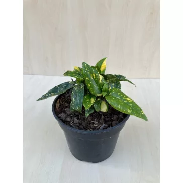 Aucuba japonica 'Crotonifolia'