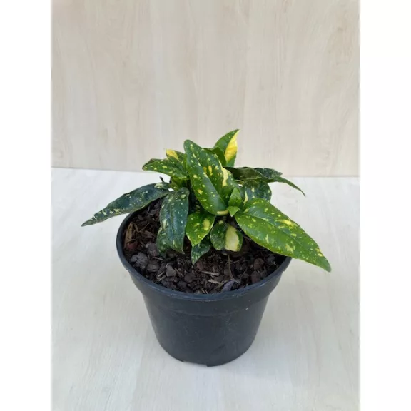 Aucuba japonica 'Crotonifolia'