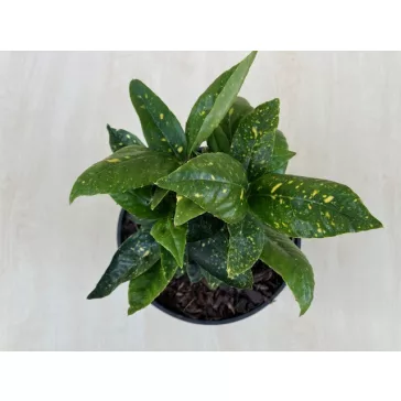 Aucuba japonica 'Crotonifolia'
