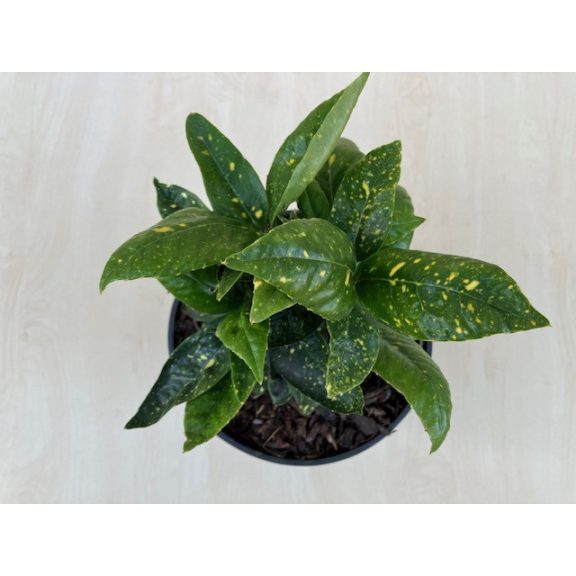 Aucuba japonica 'Crotonifolia'