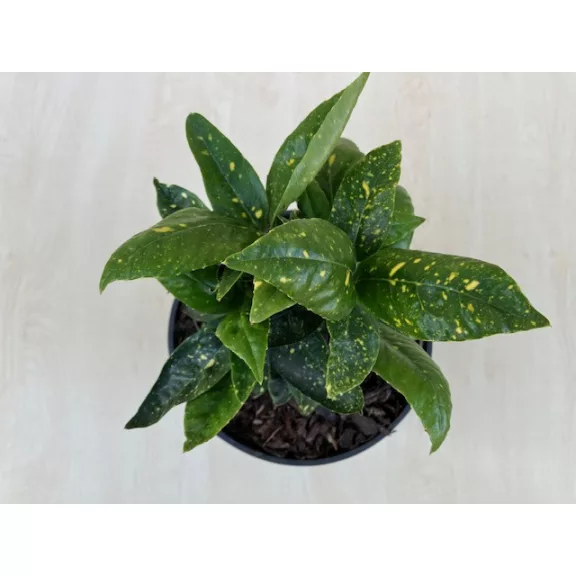 Aucuba japonica 'Crotonifolia'