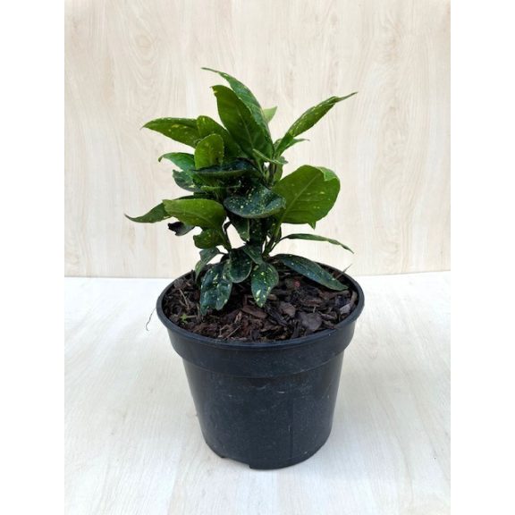 Aucuba japonica 'Crotonifolia'