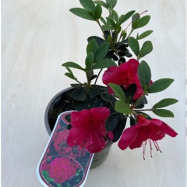 Azalea japonica ‘Arabesk’