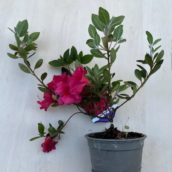 Azalea japonica ‘Christina’ Azalea japonica ‘Christina’