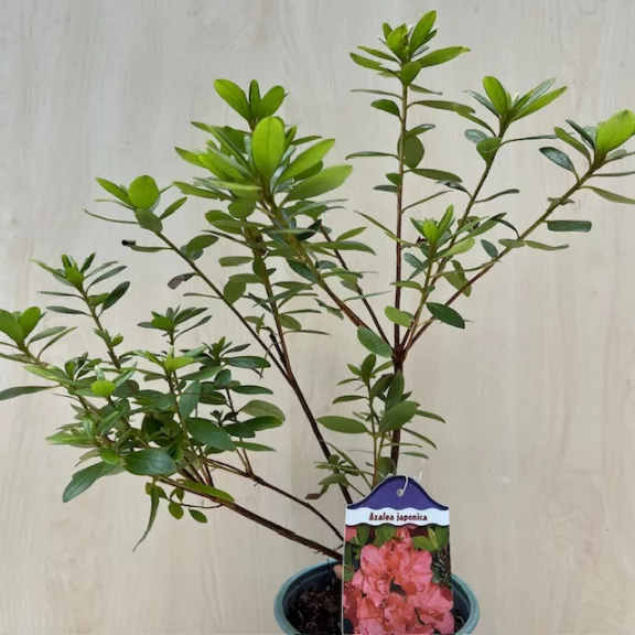 Azalea japonica ‘Orange Beauty’ Azalea japonica ‘Orange Beauty’