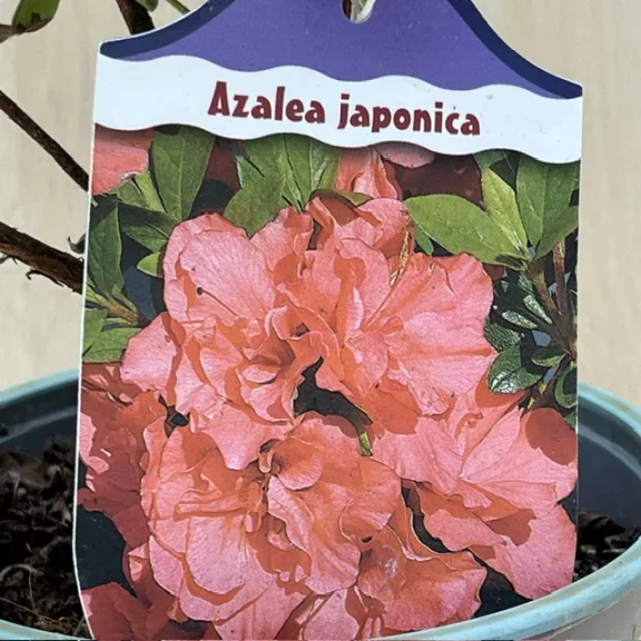 Azalea japonica ‘Orange Beauty’ Azalea japonica ‘Orange Beauty’